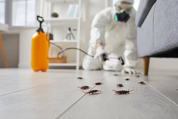 Post-Treatment Bed Bug Interceptor Monitoring in Belleview